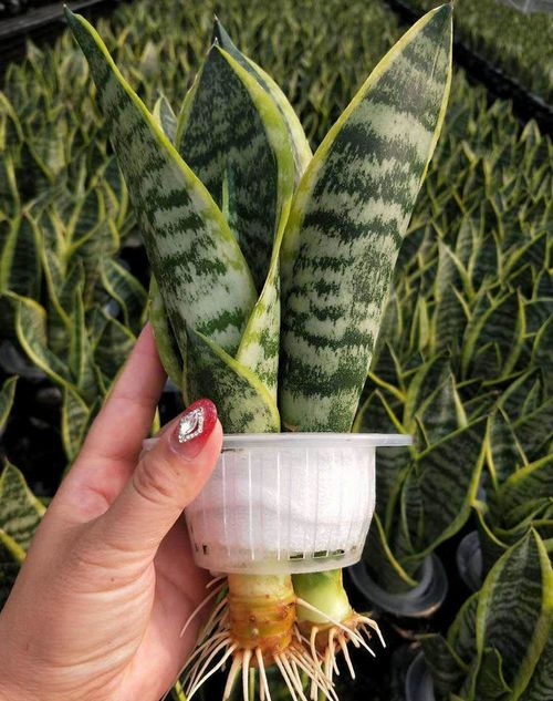 水培,養(yǎng)殖,注意事項,方法