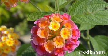 五色梅的養(yǎng)殖方法和注意事項(xiàng)