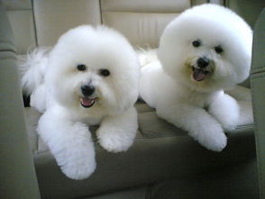 比熊冠狀病毒注意事項