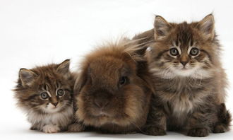 貓咪,搬家,注意事項