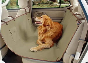 小狗帶回家注意事項(xiàng)