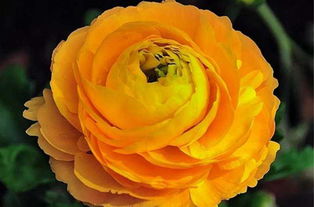 菊葉牡丹繁殖方法和注意事項(xiàng)