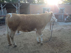 挑選牛犢注意事項