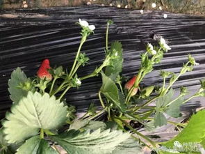 澆水,草莓,注意事項(xiàng)