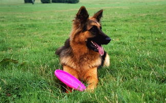 注意事項(xiàng),飲食,德牧