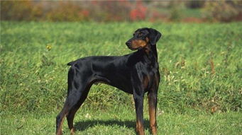 養(yǎng)小杜賓注意事項(xiàng)