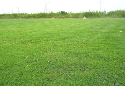 草皮鋪貼注意事項,草皮鋪裝的注意事項,草皮運輸注意事項