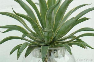 水培虎尾蘭的養(yǎng)殖方法和注意事項