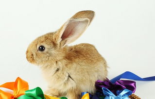 長途,兔子,注意事項(xiàng),運(yùn)輸