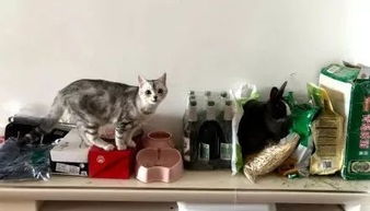 一個(gè)人養(yǎng)貓注意事項(xiàng)