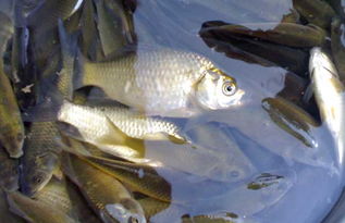 釣鯽魚注意事項(xiàng),野釣鯽魚注意事項(xiàng),解剖鯽魚的注意事項(xiàng)