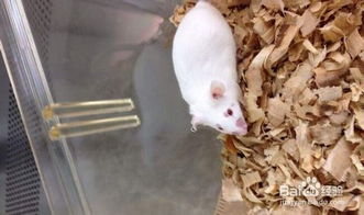 小鼠眼眶取血注意事項(xiàng),小鼠眼球取血注意事項(xiàng),小鼠心臟取血注意事項(xiàng)