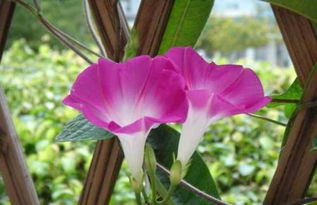 牽牛花,養(yǎng)殖,注意事項,方法