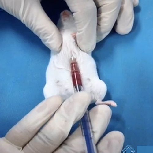 小鼠,眼部,注意事項(xiàng)