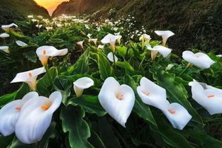 水養(yǎng)馬蹄蓮的養(yǎng)殖方法和注意事項(xiàng)