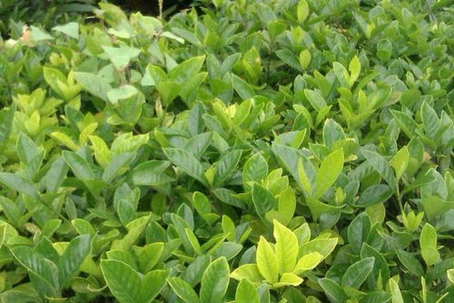 幼苗,梔子花,養(yǎng)殖,注意事項