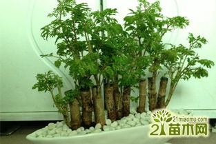 養(yǎng)殖,注意事項(xiàng),福祿,方法