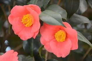 耐冬花的養(yǎng)殖方法和注意事項,耐冬的種植方法和注意事項,耐冬茶花移栽注意事項