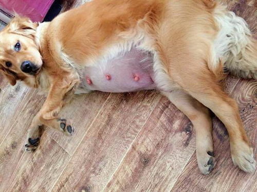 懷孕可以養(yǎng)狗嗎需要注意事項,養(yǎng)狗的注意事項有哪些,養(yǎng)狗注意事項條例