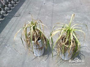 龍須魚的養(yǎng)殖方法和注意事項