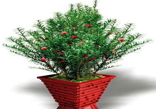 室內(nèi)養(yǎng)紅豆杉養(yǎng)殖方法和注意事項