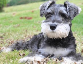 雪納瑞洗澡注意事項(xiàng)