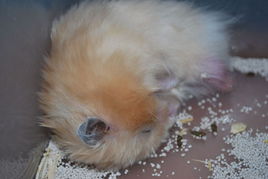 潮濕天氣養(yǎng)倉(cāng)鼠的注意事項(xiàng)