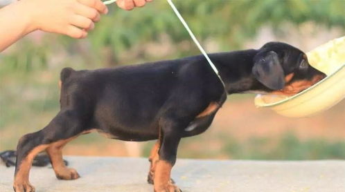 注意事項(xiàng),小杜