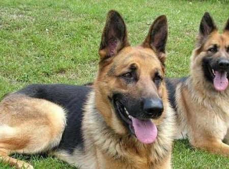 德牧交配注意事項(xiàng)