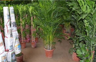 觀音,養(yǎng)殖,注意事項,方法