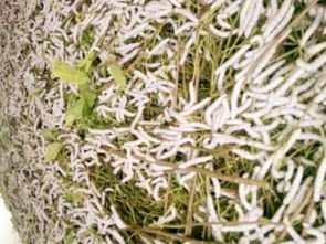 蠶寶寶脫皮注意事項(xiàng),寄居蟹脫皮注意事項(xiàng),壁虎脫皮注意事項(xiàng)