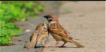 麻雀膠使用注意事項(xiàng)