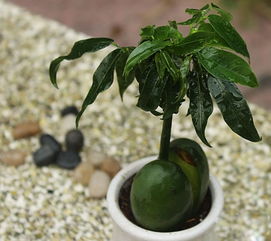 元寶樹(shù)的養(yǎng)殖方法和注意事項(xiàng),綠元寶樹(shù)的養(yǎng)殖方法和注意事項(xiàng),元寶樹(shù)的養(yǎng)殖方法和注意事項(xiàng)