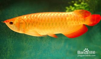 養(yǎng)殖金龍魚注意事項