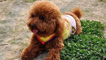 泰迪母狗配對后的注意事項(xiàng)