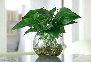 綠蘿水培轉(zhuǎn)注意事項(xiàng)