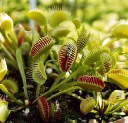 養(yǎng)殖,注意事項(xiàng),方法,血龍草