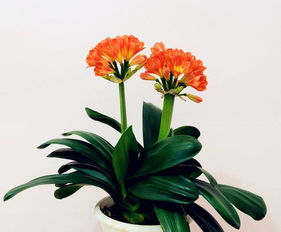 君子蘭栽培注意事項(xiàng)