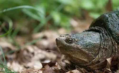 放生甲魚的注意事項,挑選甲魚的注意事項,甲魚越冬注意事項