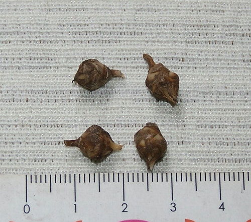 小仙女花的養(yǎng)殖方法和注意事項(xiàng),小仙女竹芋的養(yǎng)殖方法和注意事項(xiàng),小仙女觀音蓮的養(yǎng)殖方法和注意事項(xiàng)