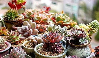 剛種上的多肉注意事項,移種多肉的注意事項,露天種多肉注意事項