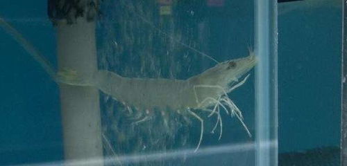 草蝦養(yǎng)殖注意事項(xiàng)