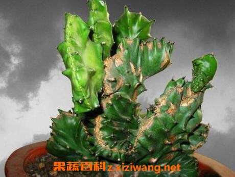 麒麟,繁殖,注意事項,方法