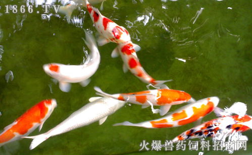 錦鯉,注意事項(xiàng),新缸養(yǎng)