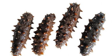 賣海參注意事項(xiàng)