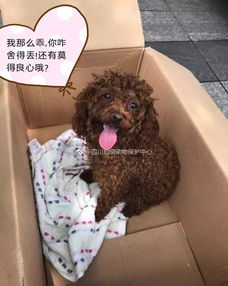 老年狗打狂犬疫苗注意事項(xiàng),狗打狂犬疫苗注意事項(xiàng)有哪些,泰迪狗打狂犬疫苗注意事項(xiàng)