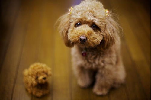 飼養(yǎng)泰迪犬注意事項(xiàng)