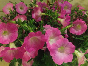 養(yǎng)紅掌花的注意事項,養(yǎng)水塔花的注意事項,養(yǎng)喜炮花的注意事項