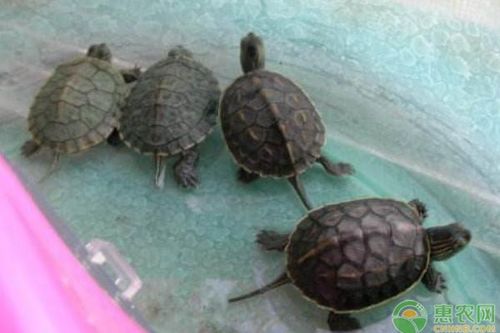 注意事項(xiàng),冬天,家里,養(yǎng)王八