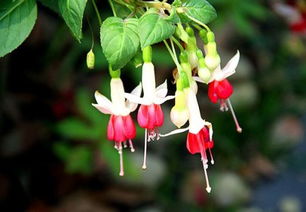 養(yǎng)殖,注意事項,方法,鐘海